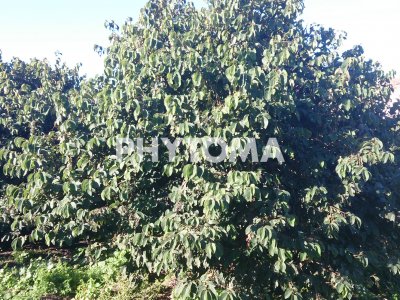 Ceratitis capitata y Coccus hesperidum
